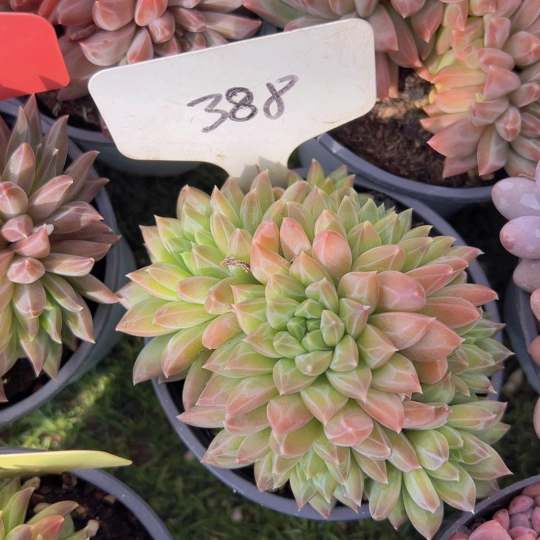 香玉的故事是一个人的故事