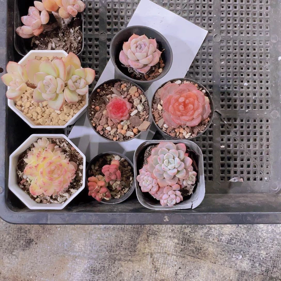 蕊蕊姐姐姐一物一拍