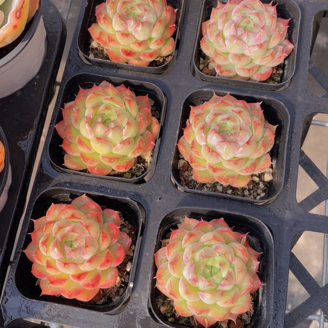 1208号 边线包包女王单头一个m