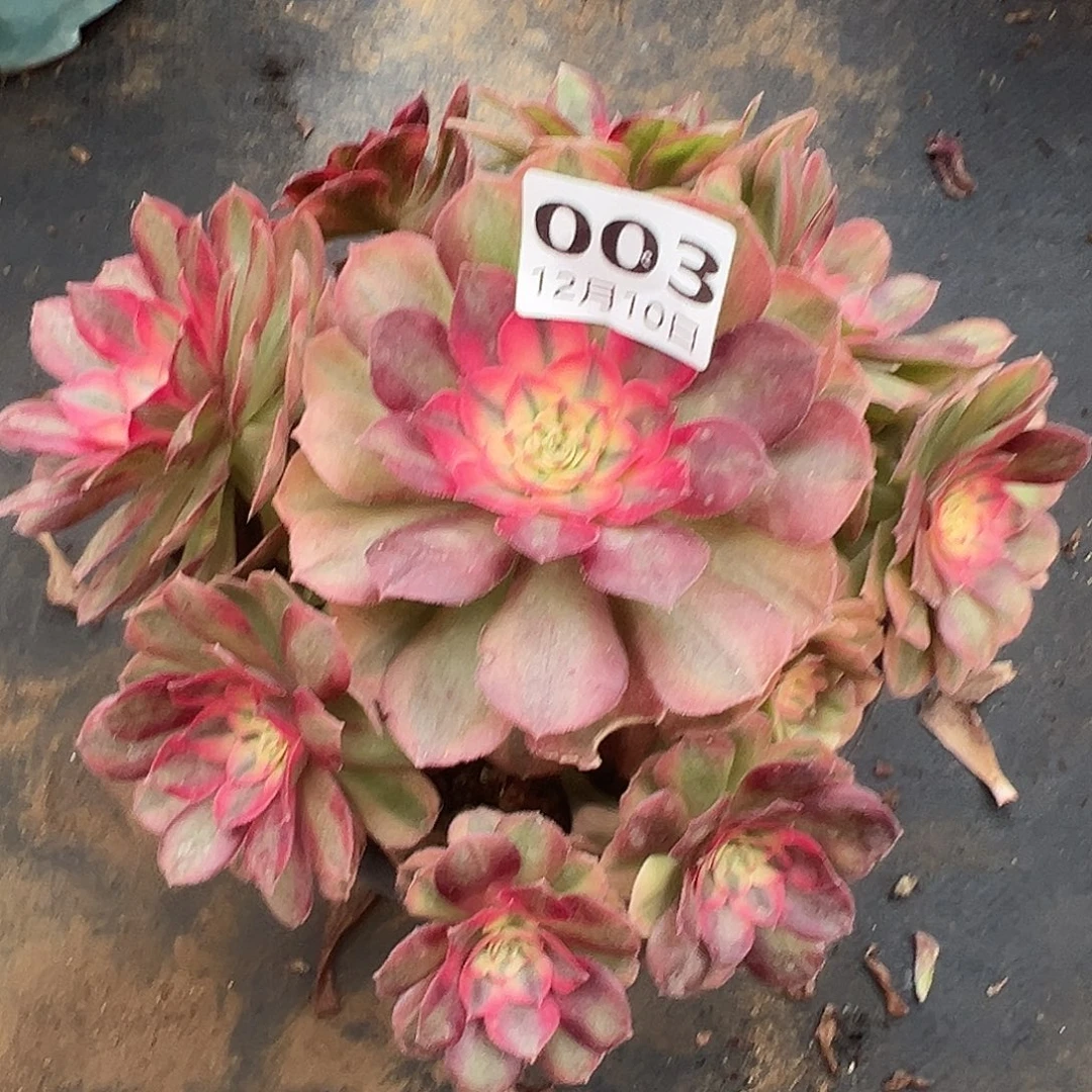 12.10-3倾城多肉植物