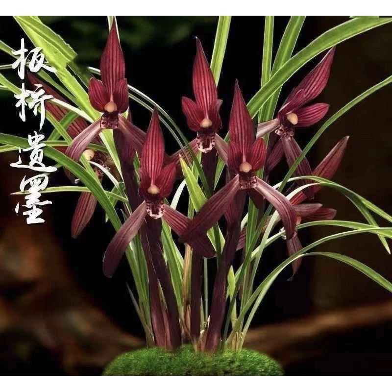 板桥遗墨 春兰名品2苗 不用春化浓香好养易活