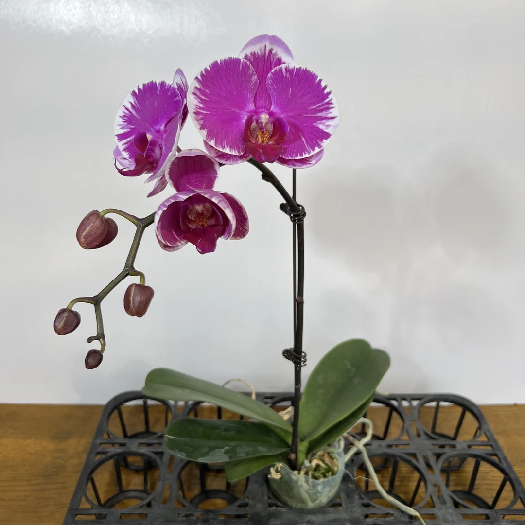 予兰花卉（宾友之光）带花带花苞2.8寸杯发货