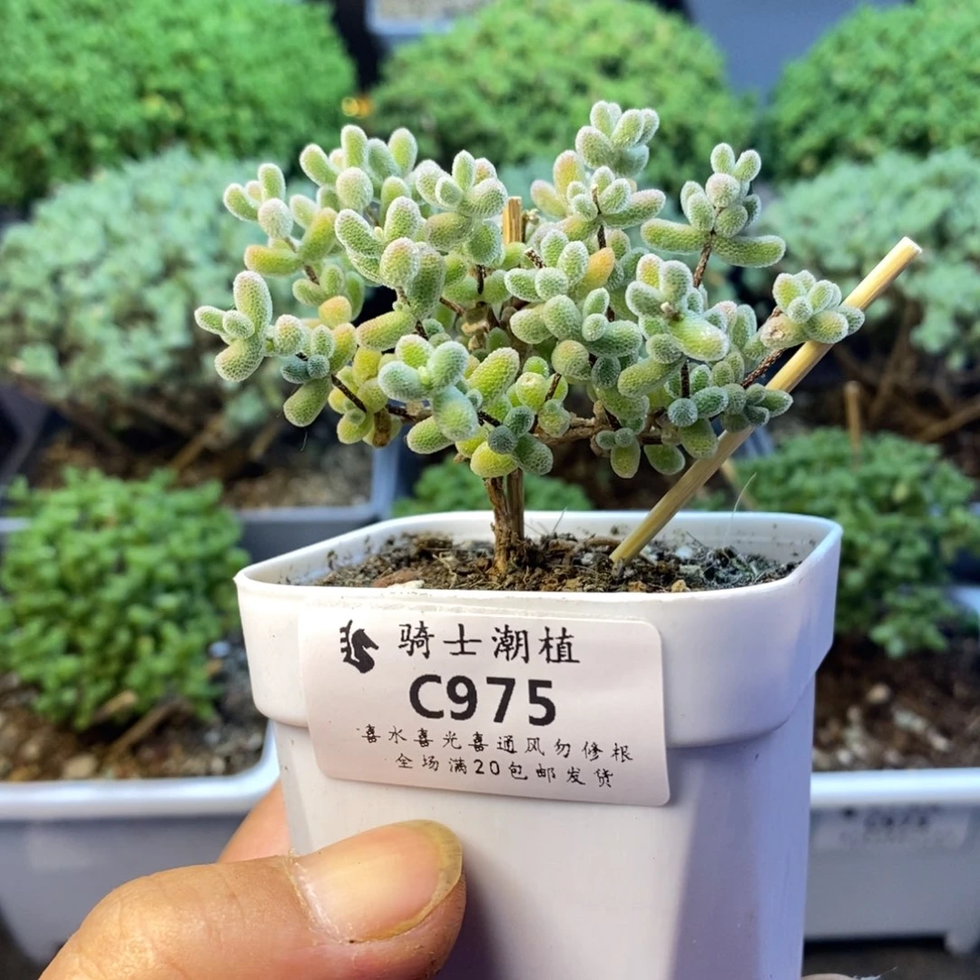 975优选冰晶枝干番杏