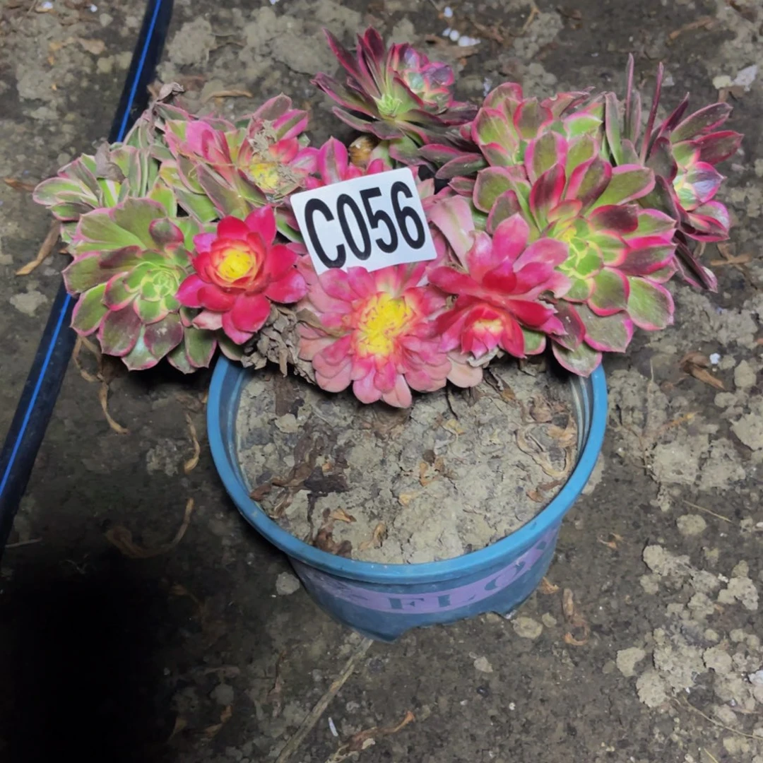 万紫法师16////38包邮