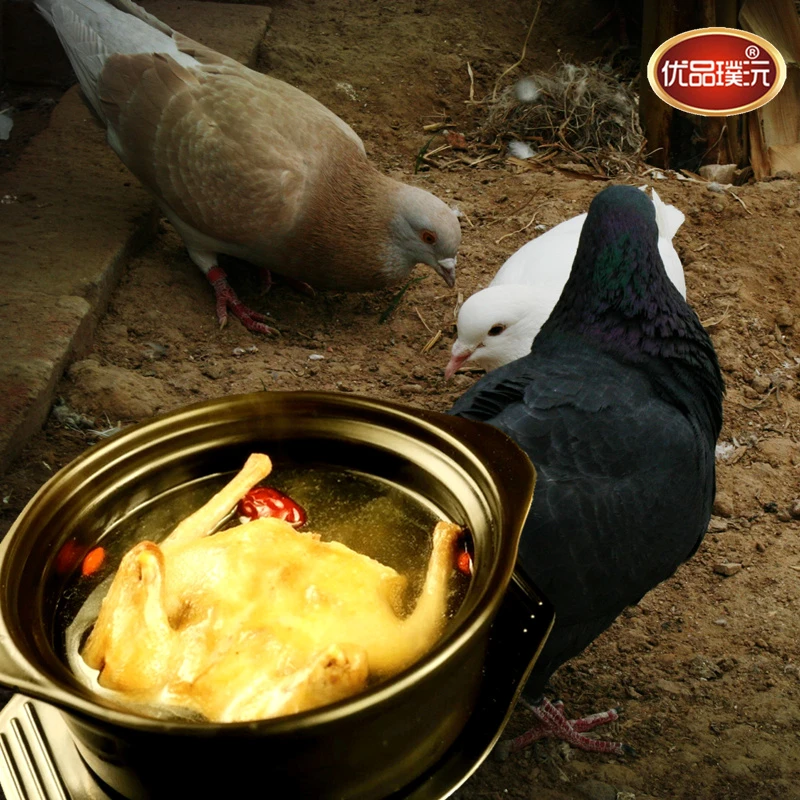 新鲜老鸽子肉3年老鸽子生鲜活体现杀散养大土鸽子煲汤3只顺丰包邮