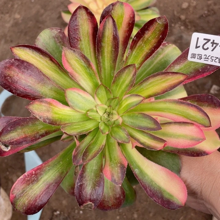 421绍七彩拉丝多肉12345678