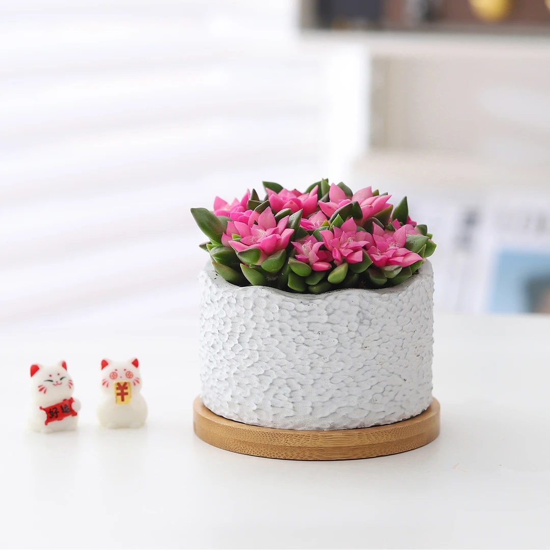 吹雪之松多肉盆栽植物室内好养活绿植懒人办公室桌面净化空气盆景