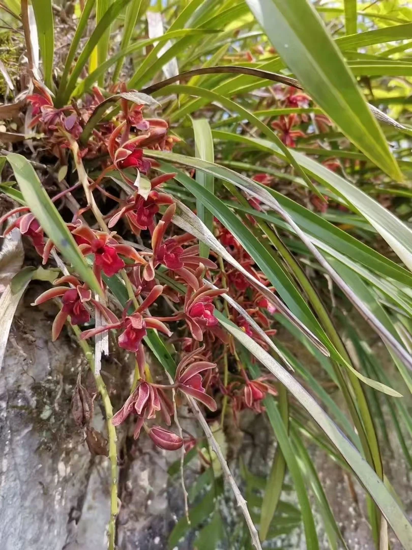 蜜蜂兰直播间一拍一物