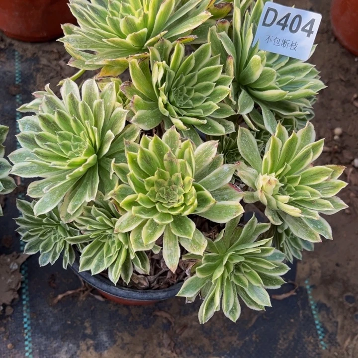 404碧浪多肉法师不包断枝