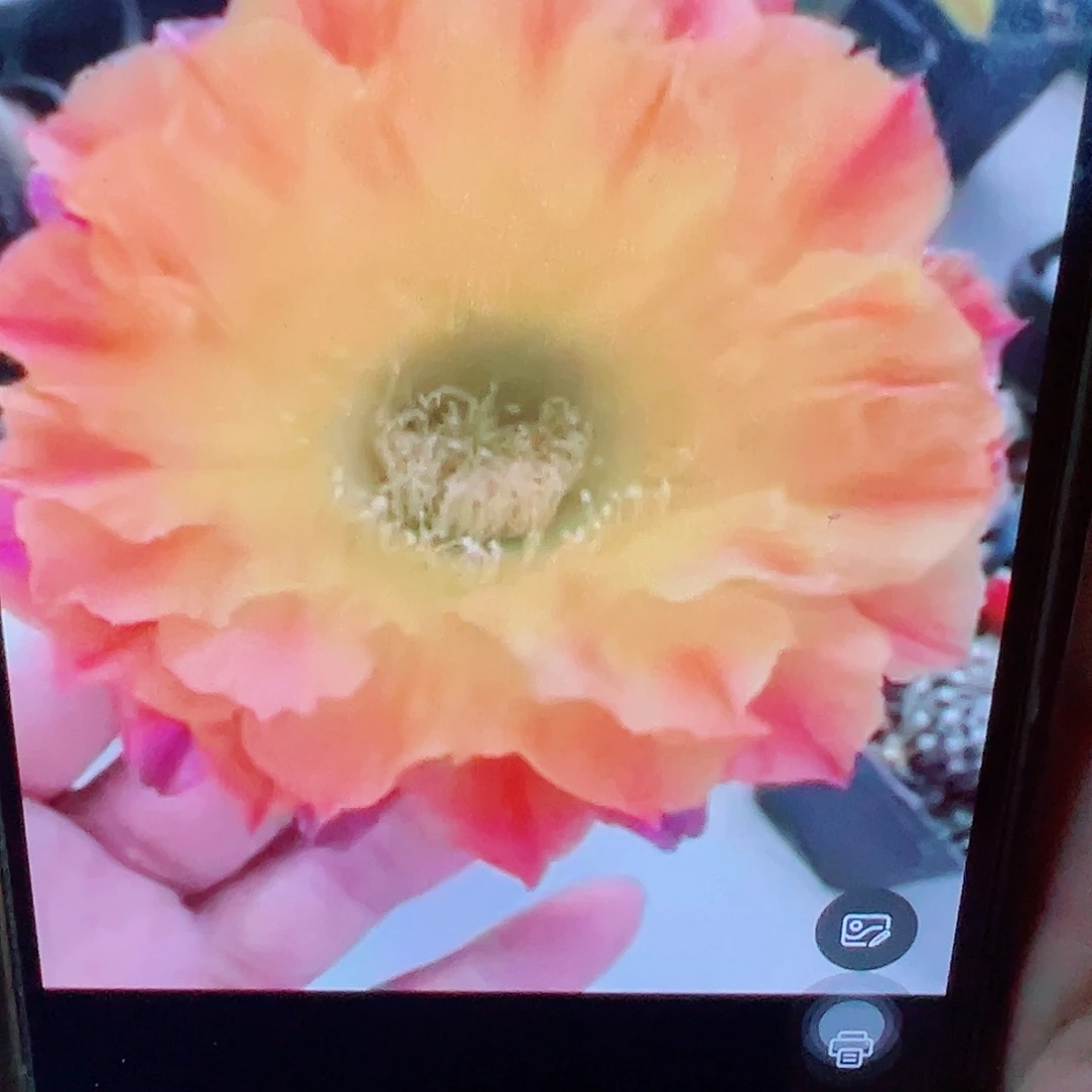 彩草 ts93侧芽满20包邮