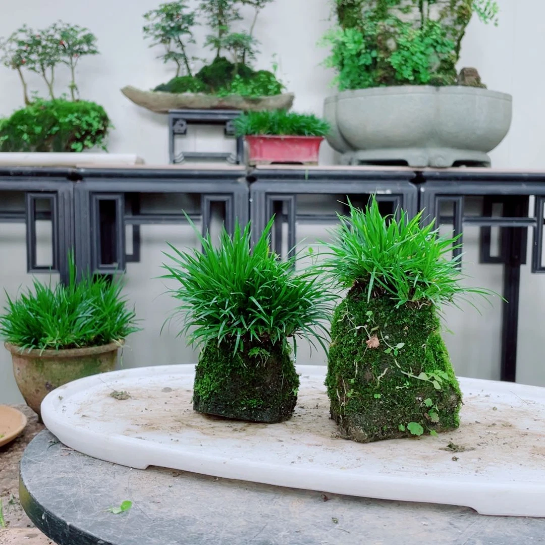 无铅玻璃（****等铁线蕨铁线蕨铁线蕨