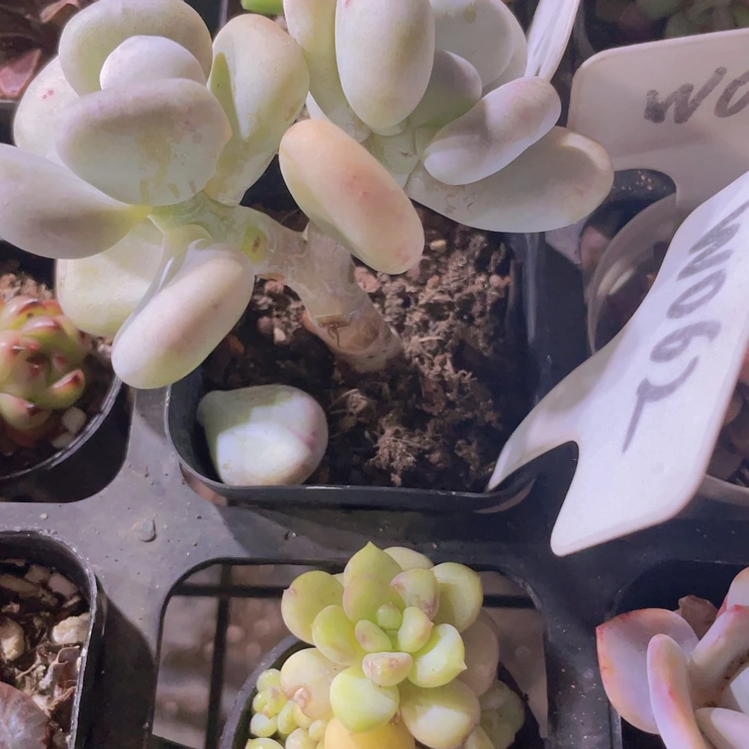 F****e油煎丸子w062一物一拍