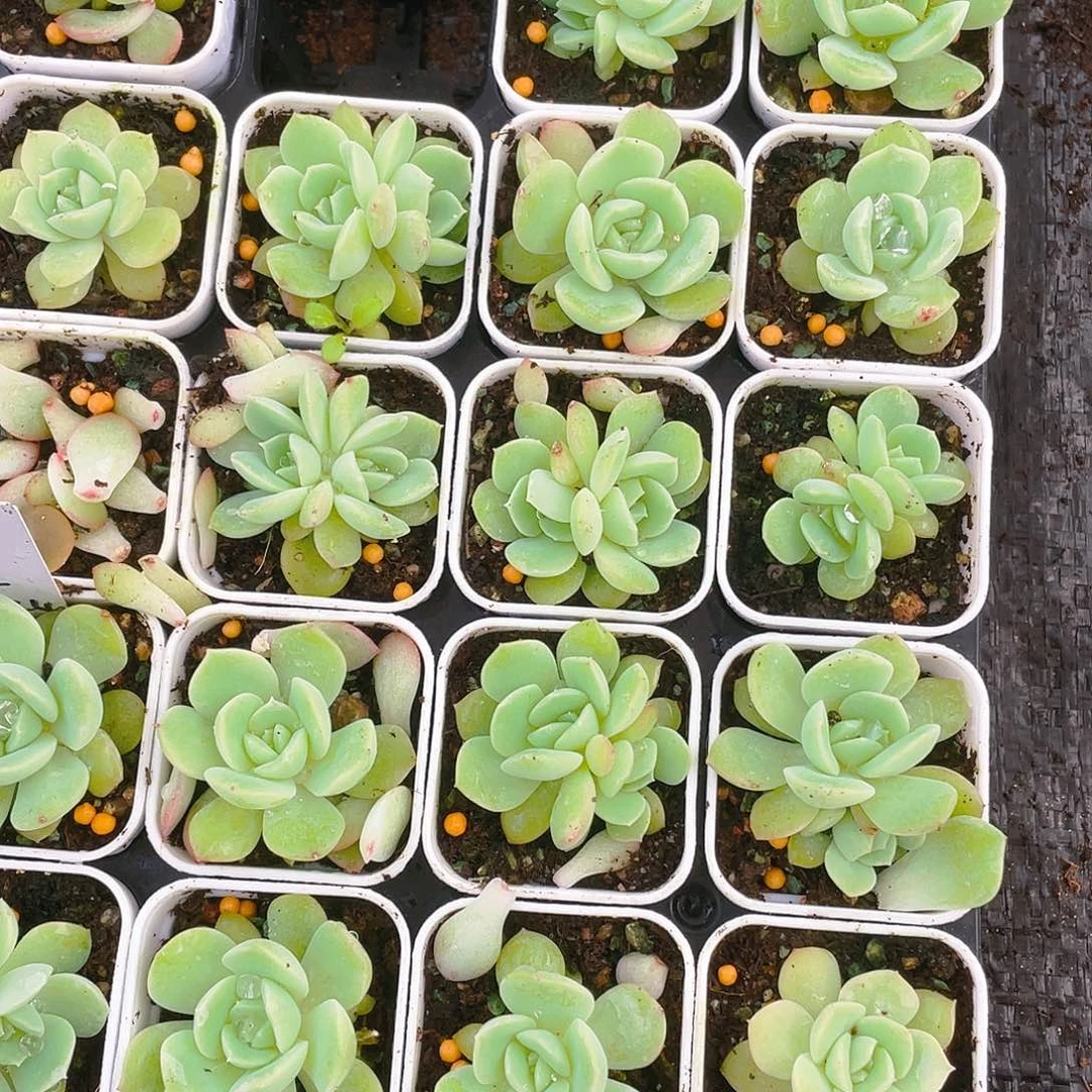 浮萍中盆一个满25包邮