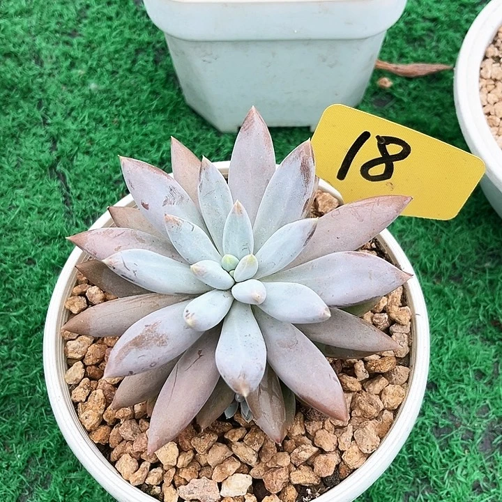 彩虹体18号码牌子的话