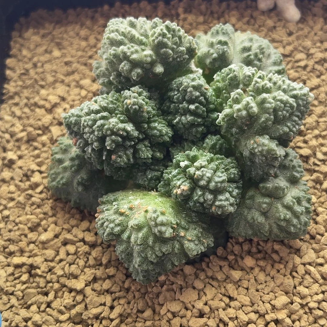 哥斯拉牡丹仙人球多肉