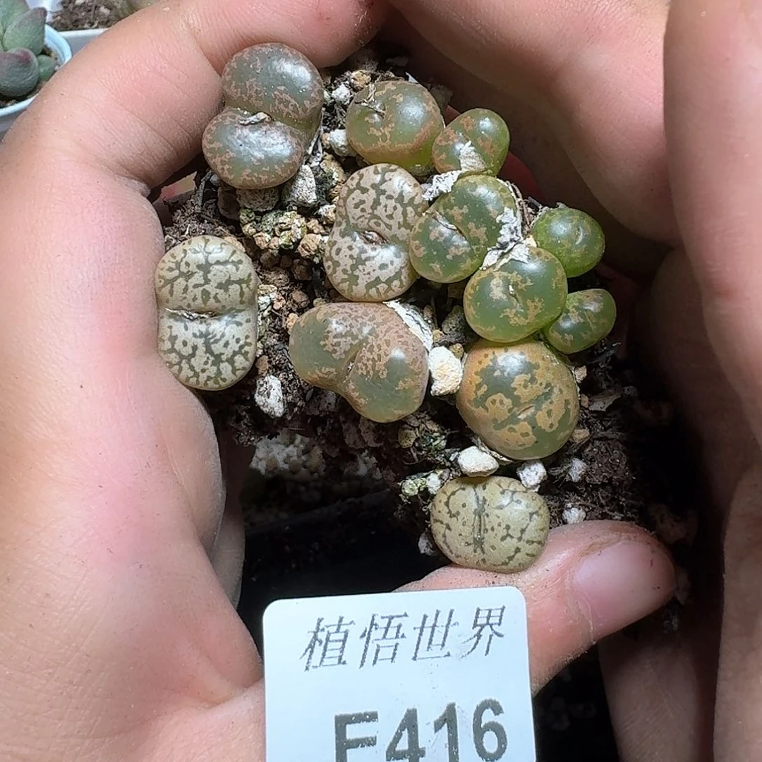 416盒多肉植物哇c g