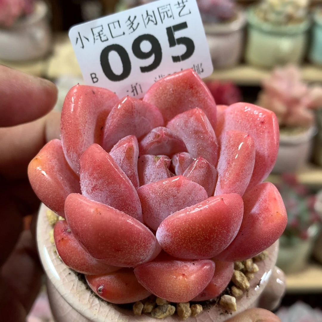 小尾巴多肉园艺5CM迷你拇指盆栽B095