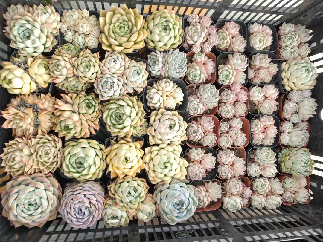 （满15包邮) 小精品多肉 品种随机 不保大小  直播展示为准