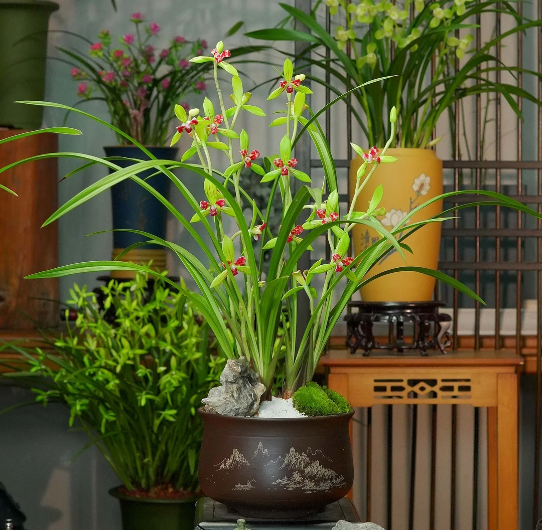 建兰铭品【庄周梦蝶】带高端紫砂花盆幽香兰花室内好养易活