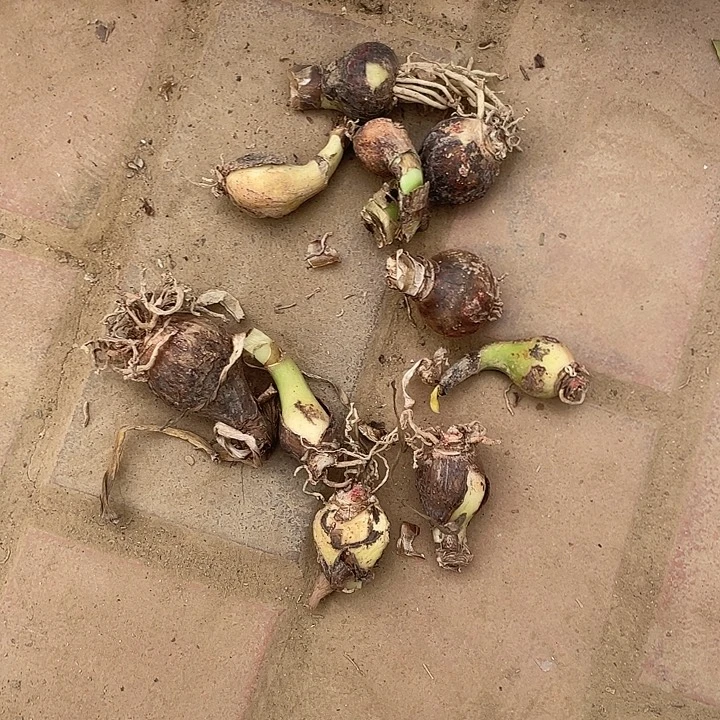 直播间测芽混乱10个包邮