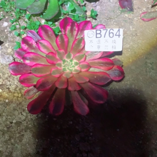 养****菜多肉植物白月光764