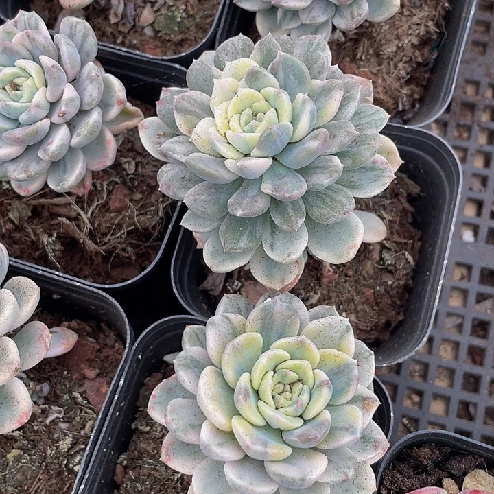 粉布偶锦带盆土发货