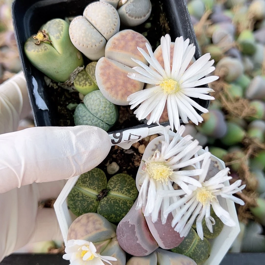 8319 好养易活生石花大母本两盆