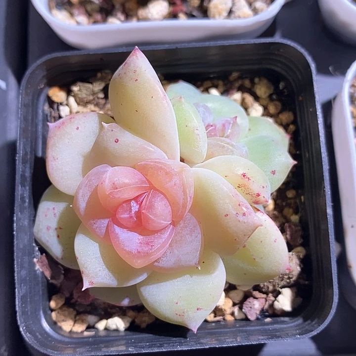 响当当当了好开心呀啊