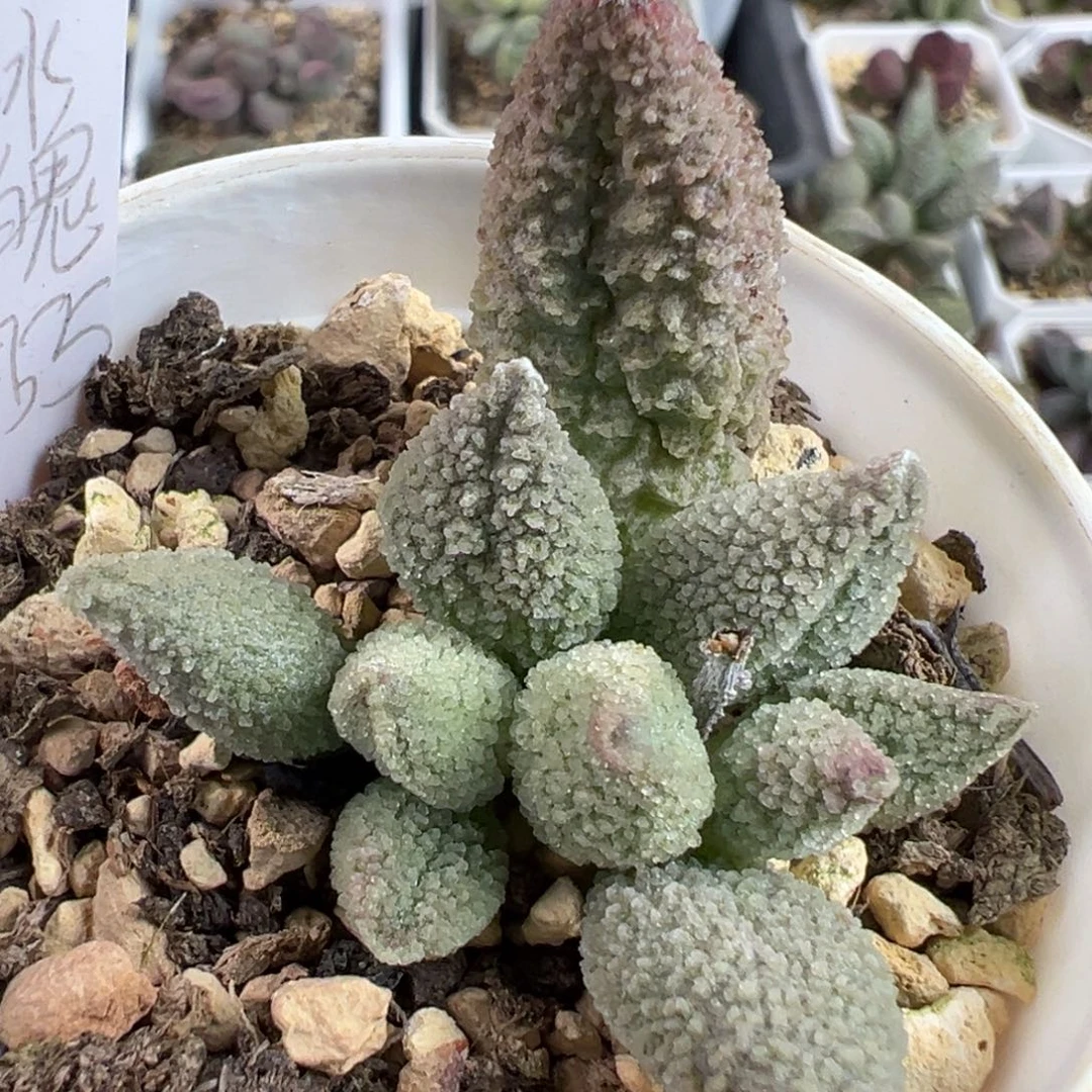 冰魄多肉植物水泡多肉植物水泡