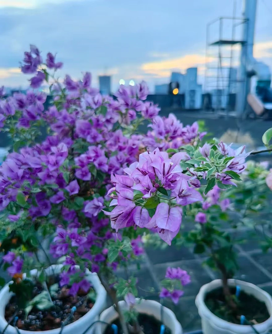 《冰淇淋》一物一拍三角梅,运输途中落花落叶属于正常现象,介意慎拍