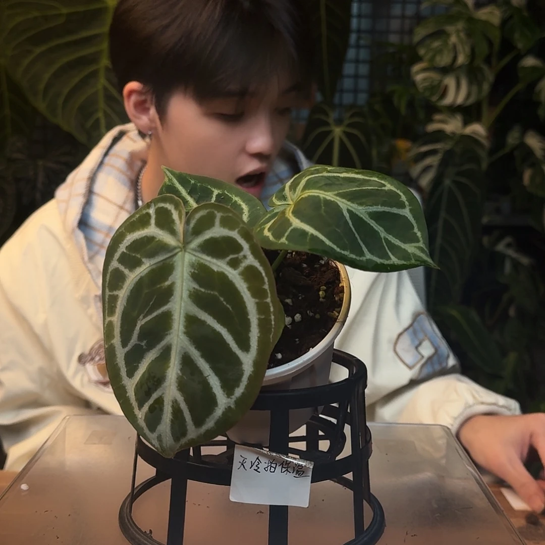 不开花植物J176阿波罗杂超级银