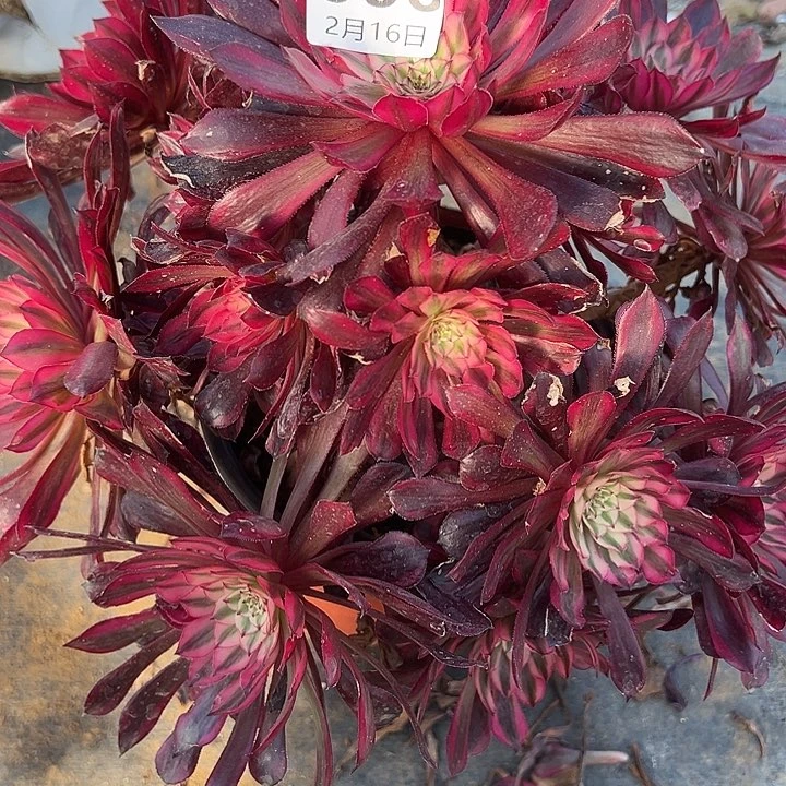 2.16-6黑天使多肉植物1