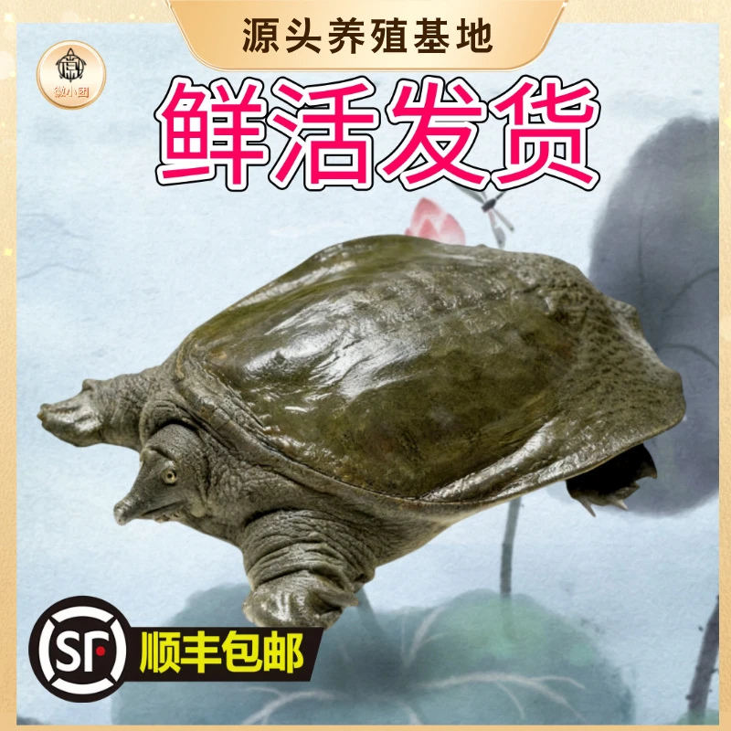 鲜活 两只装【4斤】鲜活甲鱼去皮放养生态王八鳖鲜活外塘顺丰包邮