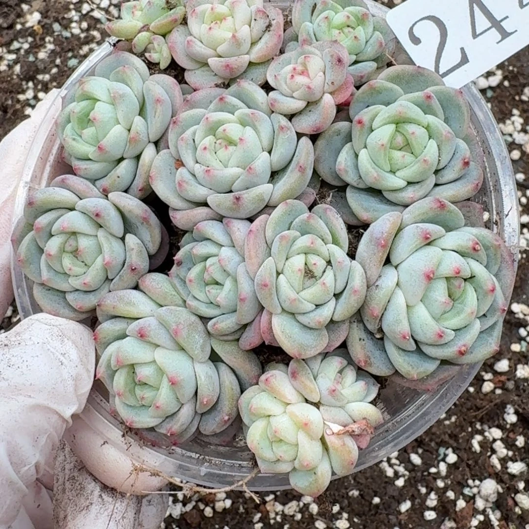 多肉植物多肉植物244