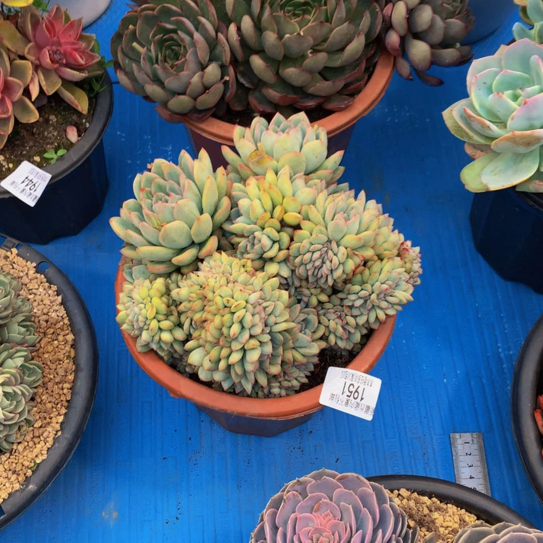 九**莉1951勇敢缀化