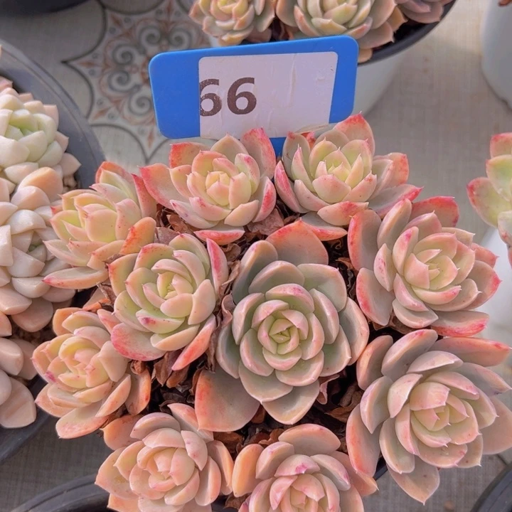 健健康康平平安安