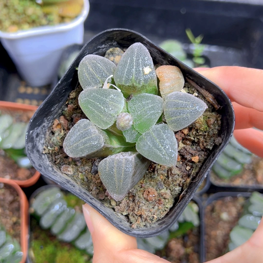 青瓷玉露多肉多肉一颗