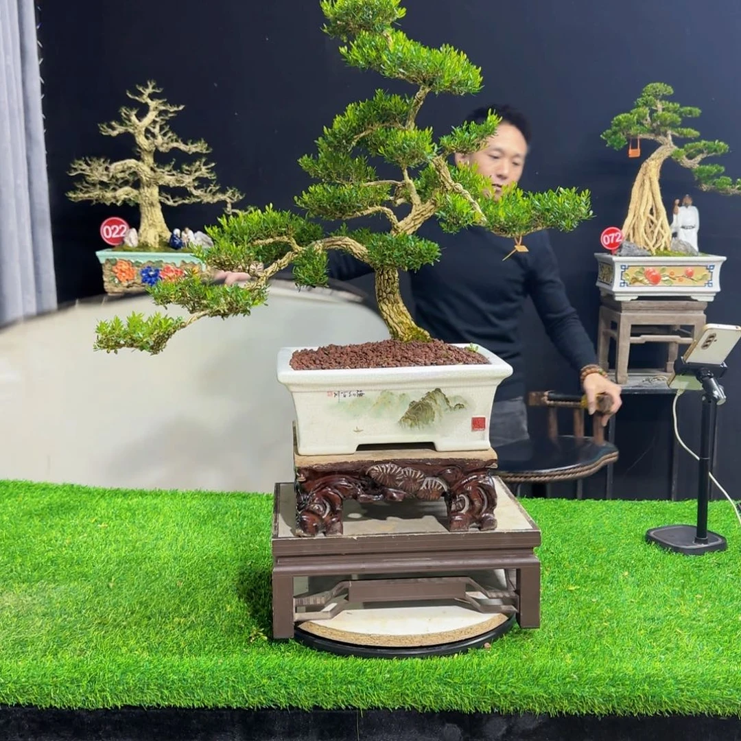 当前无花朵，栽培后可花朵