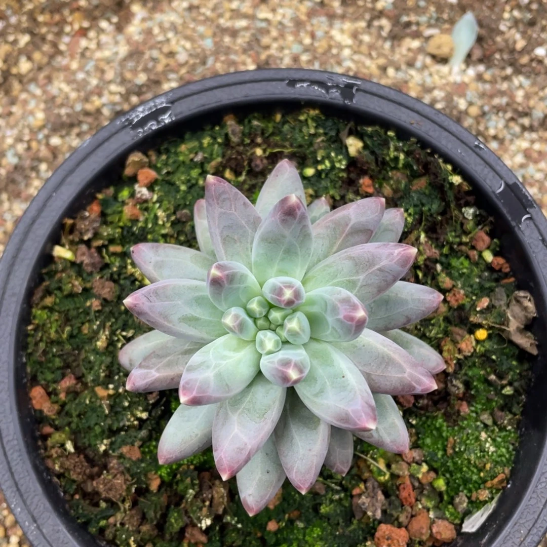 雪黛丽美人多肉植物