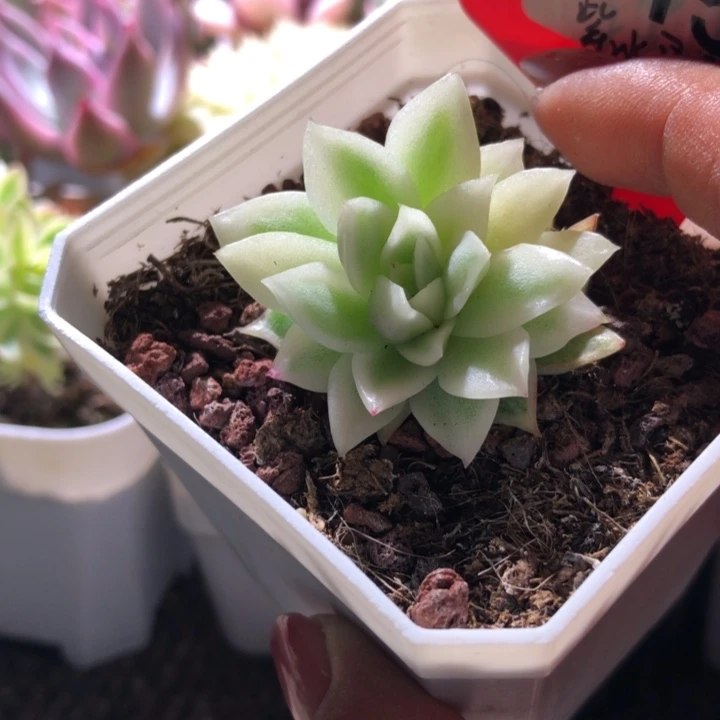 紫水晶宽覆轮锦有根