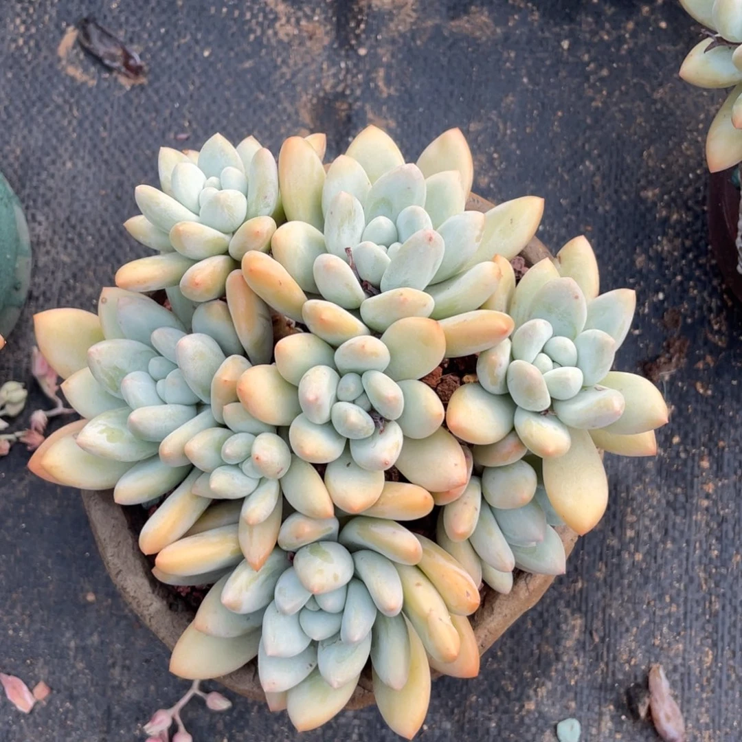 奶酪体香水无砍群生38