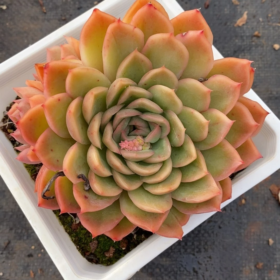 7985杂交多肉老桩