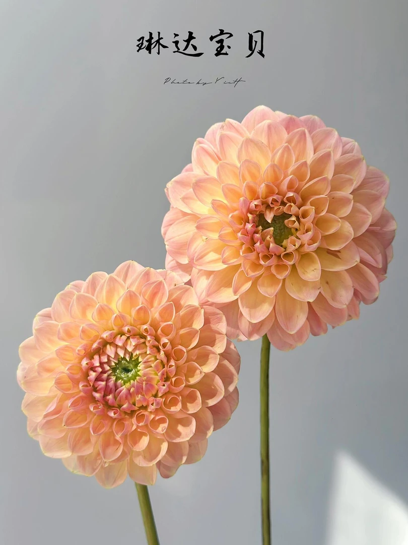 （琳达宝贝）荷兰进口大丽花种球重瓣四季播种