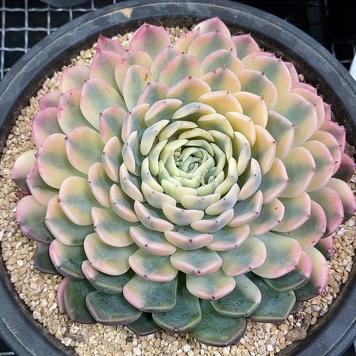 花螺锦多肉植物的