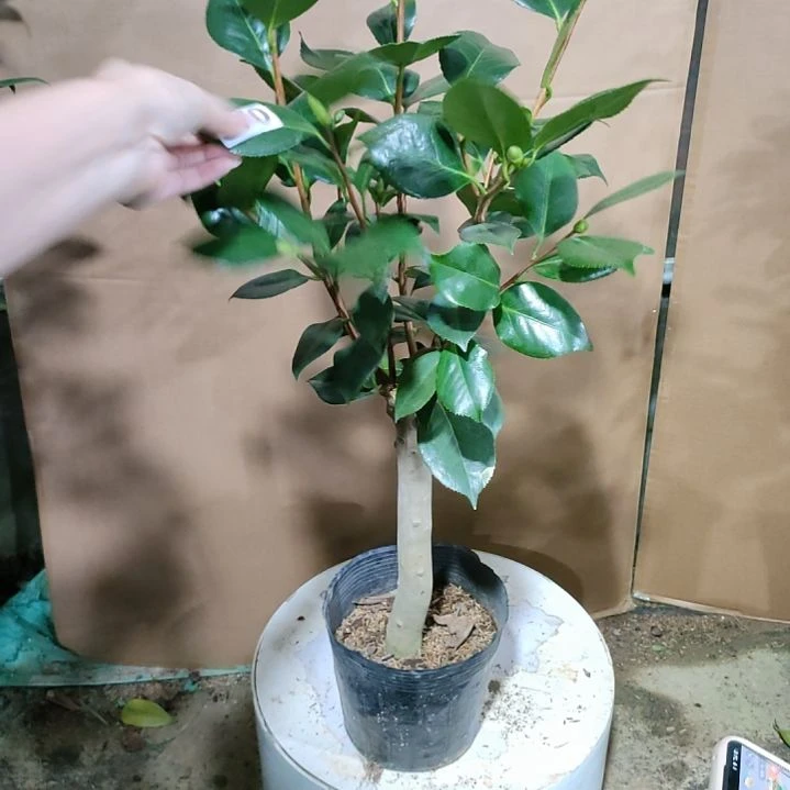 370水晶，原盆原土发货，不包邮