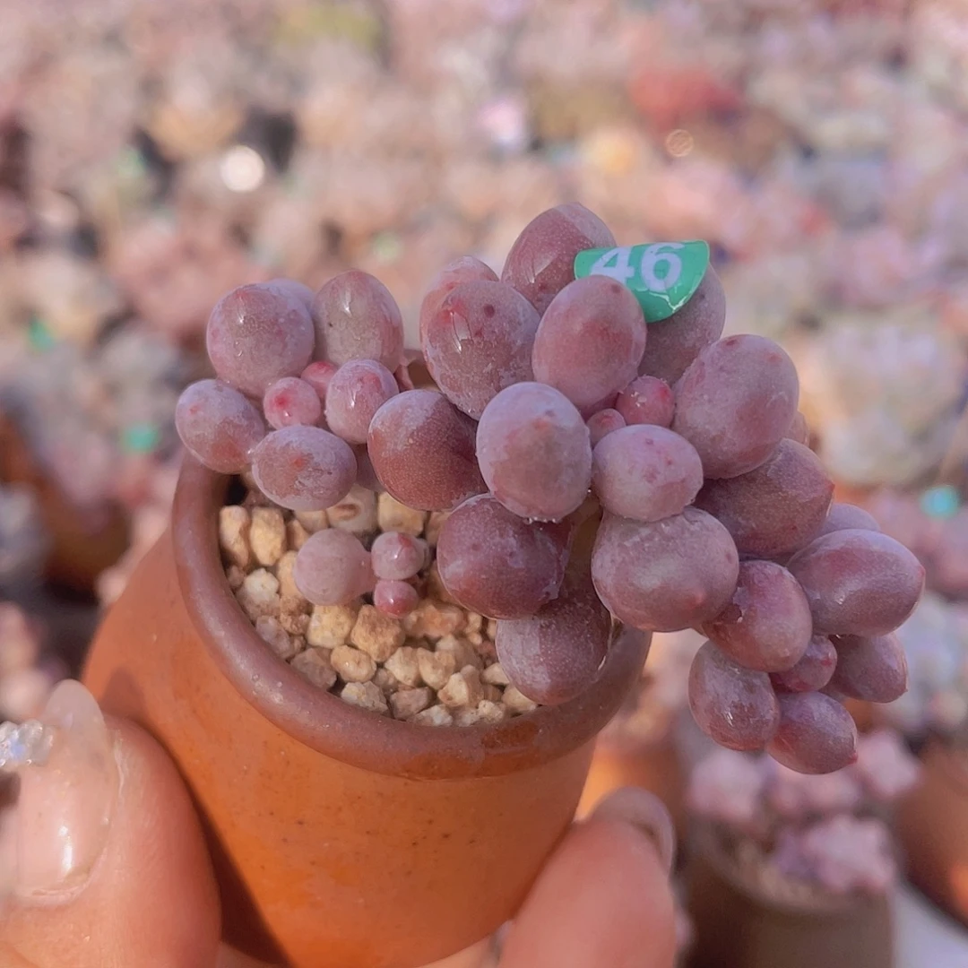 带盆发货 桃花奶了