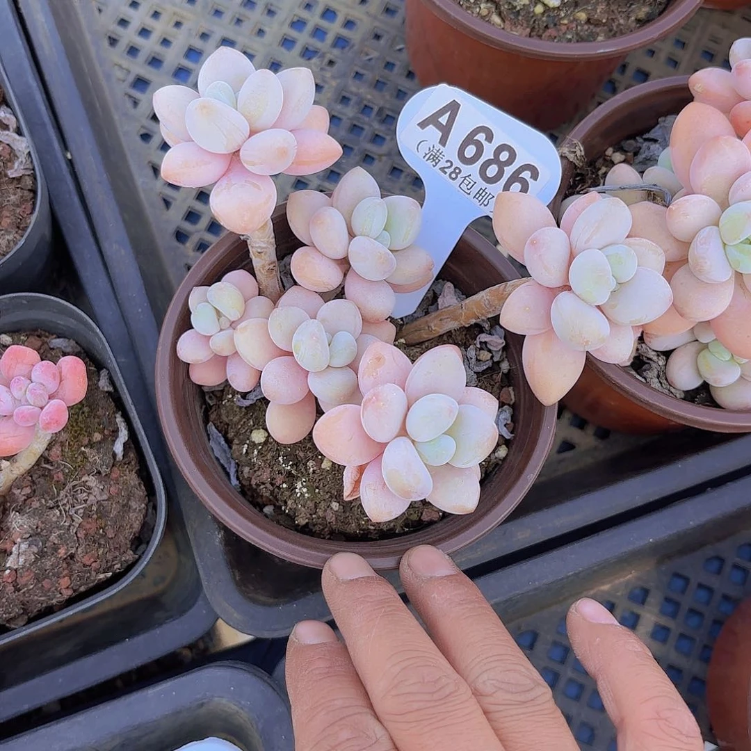 A686香水洛神一物一拍