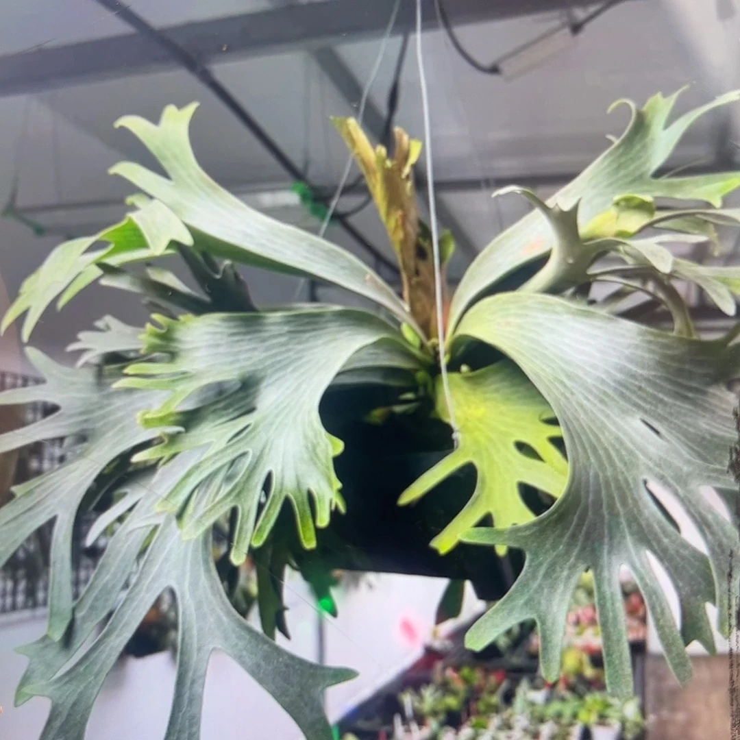 不开花植物白犀牛侧芽