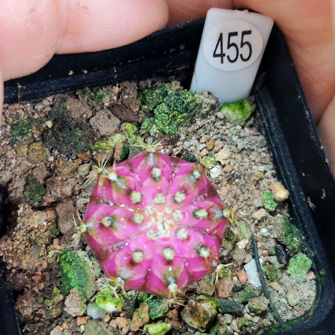 ?****y非偏远地区满25包邮仙人球