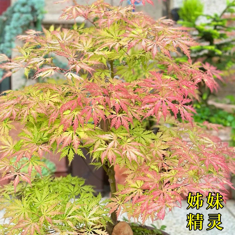 枫树盆栽女神姊妹精灵月升日本红枫花园阳台庭院种植苗园艺彩叶枫